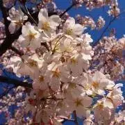 sakuraの画像
