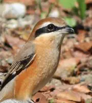 百舌鳥の画像