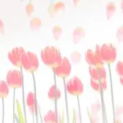 sionの画像