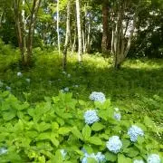 ✼こもれび ✼の画像