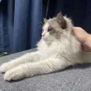 うよしの画像