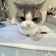 ねこちゃんの画像