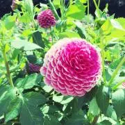ano✳︎プロフ一読お願いします✳︎の画像