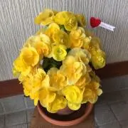 Mieの画像