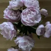 cremaの画像