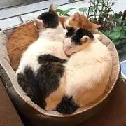 MXの画像