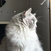 さくら