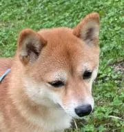 chachaの画像