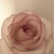 mochi♡の画像