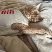 ままなみ