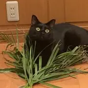 さくらんぼ