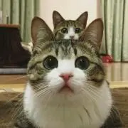 なんこ