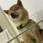 柴シバオ