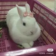 美香兔兔の画像