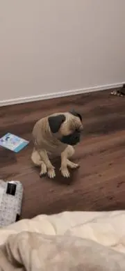 あやなおパパ