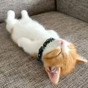 たまご