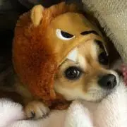 ＳＣＲの画像