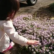 さあやかママ