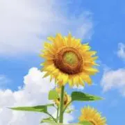 希望価格のご連絡も歓迎です★の画像