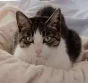 あるとの画像