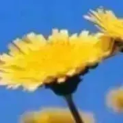 ダンデライオンの画像