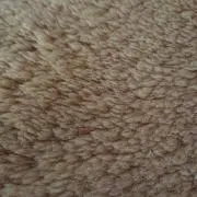 さーちゃんの画像