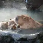 カピバラの画像