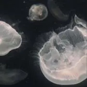Rの画像