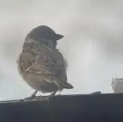 Noomの画像