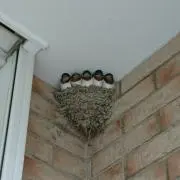 ナルト