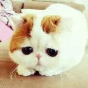 ポテコ