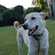 Moamama