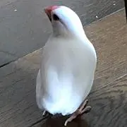 もののもの画像