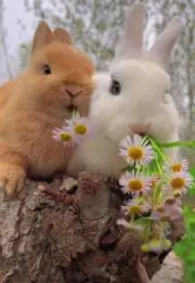 つぐみの画像