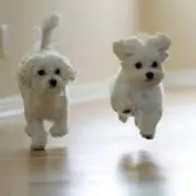 haaあル