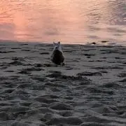orangenekoの画像