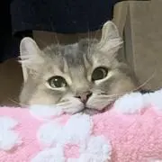 陽
