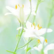 月のゆりの画像