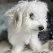 jimmy