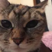 ひめ