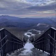 きの画像