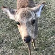よっすぃ〜の画像