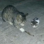 いく