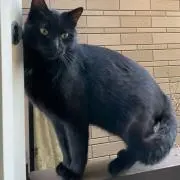 るる