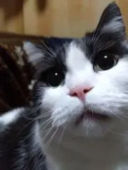 Image of nyanko☆