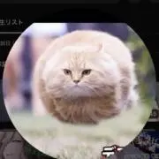 ハニーのうさぎの画像