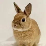 Image of チョコ