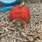 競かなえの画像