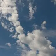 ポトスの画像