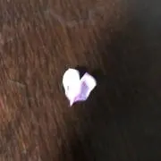 びいこの画像